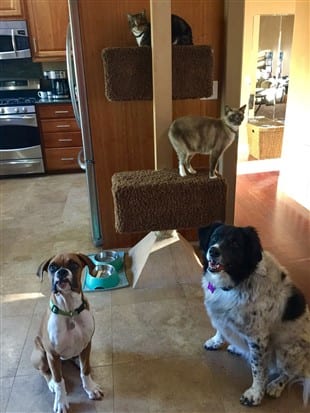 boxer-puppy-with-other-pet
